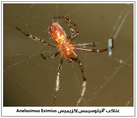  />نسج شرنقة محكمة لنفسه، وبمجرد أن يفقس بيض الزنبور داخل الشرنقة، يسمح العنكبوت لليرقات بالتغذية من جسمه، وفي نفس الوقت يبدأ الزنبور بالتحكم والسيطرة الكاملة على العنكبوت ويحوّله إلى كائن مصاب بالجمود والشلل أي
