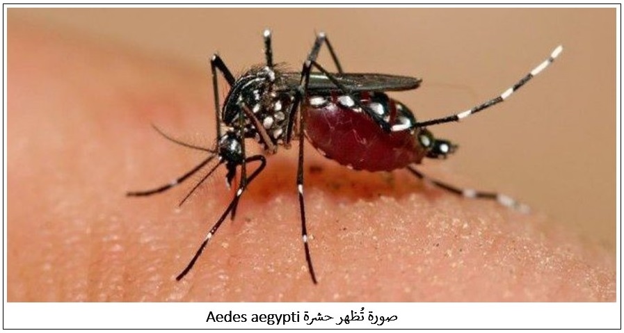  />صادقت الهيئات العلمية والبيئية الأمريكية على هذا المشروع الذي تقوم فكرته على إنتاج سلالة مِن هذه الحشرات تكون فيها الذكور غير قادرة على التكاثر بشكل طبيعي، وأطلق اسم <span dir=
