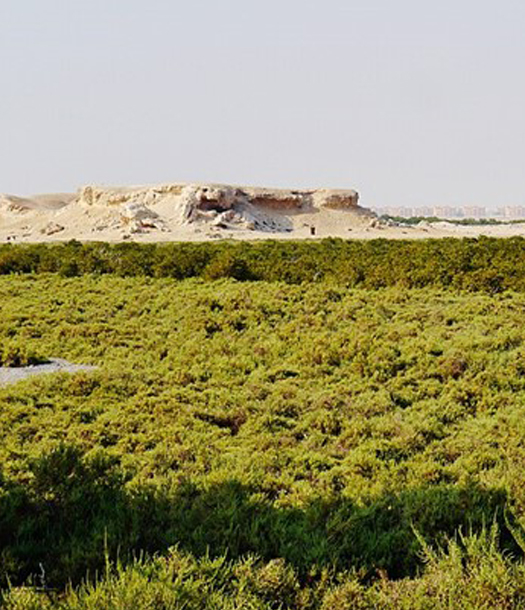 غابات المانغروف في قطر وتحديات المناخ والانسان