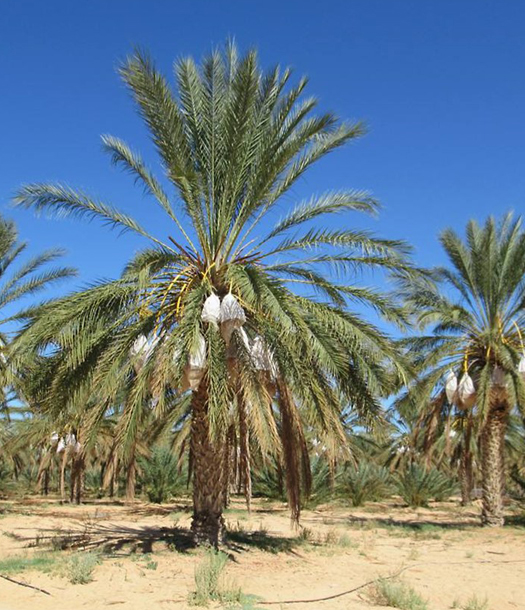 كيف يمكن تحقيق استدامة زراعة النخيل في الجزيرة العربية؟