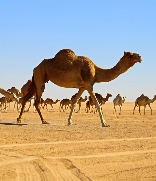 أهمية مقاربة "الصحة الواحدة" في تعزيز سلامة لحوم الإبل في الشرق الأوسط