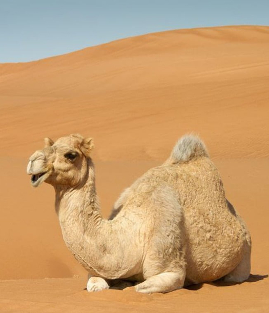 دراسة ببليومترية: تميز سعودي ومصري في مجال البحوث حول الإبليات