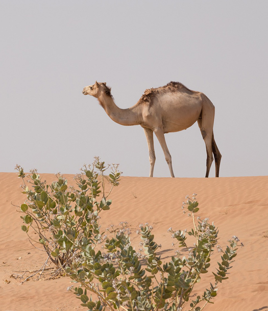 السنة الدولية للإبليات 2024