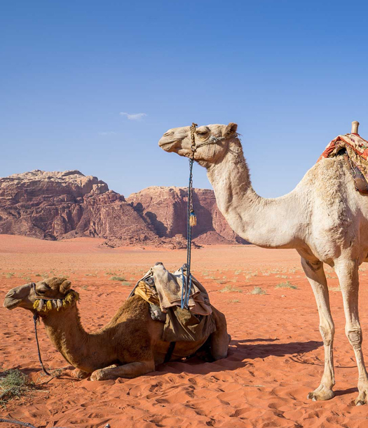 فسيولوجيا تناسل الإبل