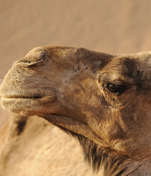 خلايا الجمل العربي ومقاومة الحرارة المميتة