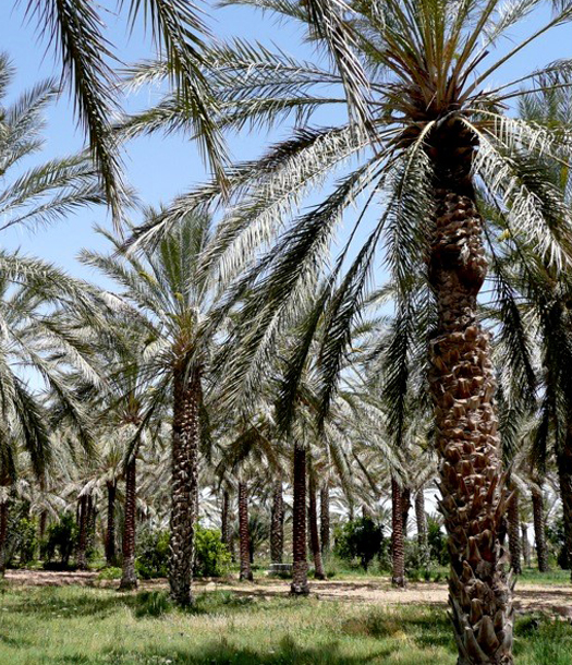 أهمية تقييم نجاعة المياه لتعزيز إنتاجية الواحات جنوب تونس