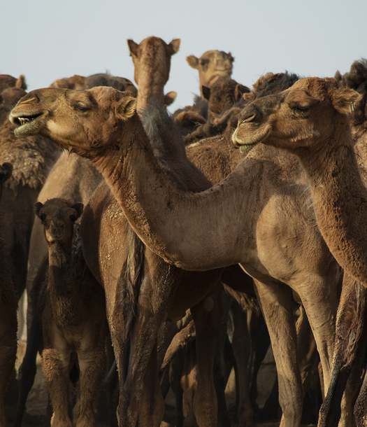 العبث في الإبل العربية