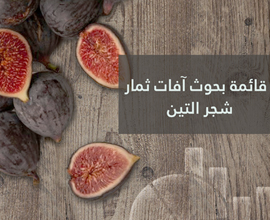 إحصائيات بحوث آفات ثمار شجر التين