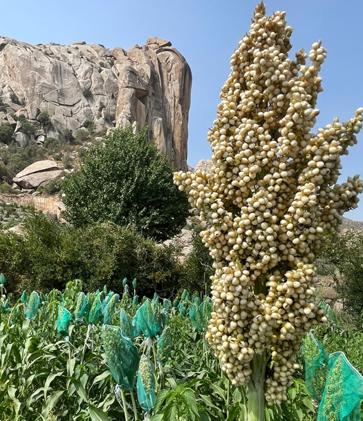 الذرة الرفيعة الجازانية