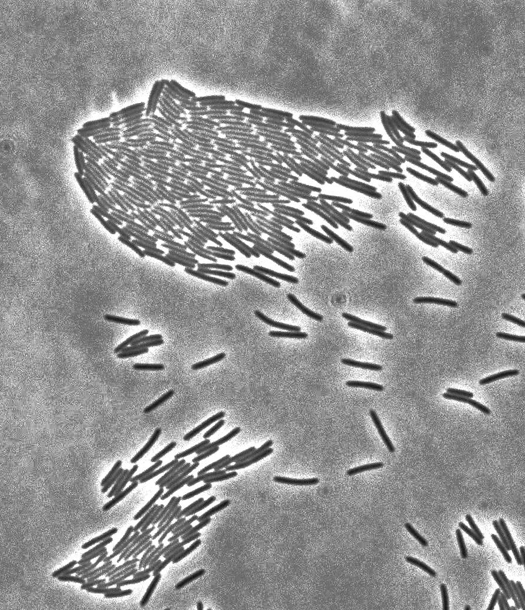 البكتيريا المتزلجة - Gliding Bacteria