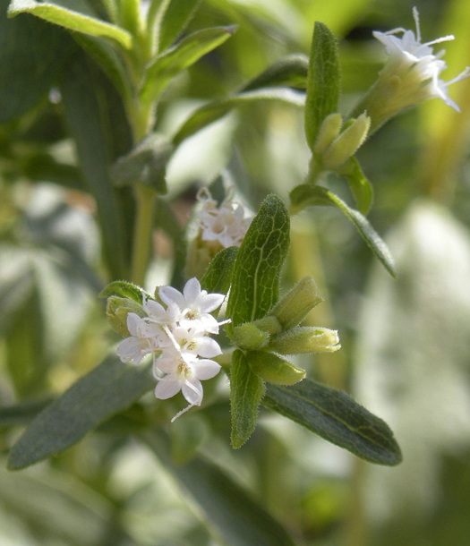 ورقة العسـل نبات الأستيفيا Stevia rebaudiana