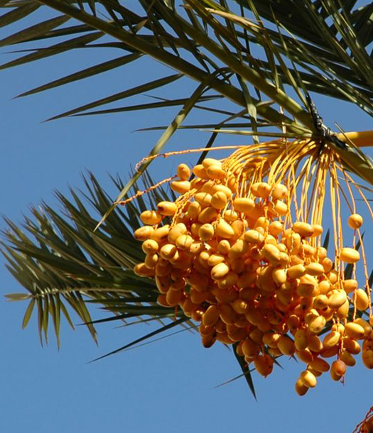 مشروع " موروث ( جينوم ) نخيل التمر "