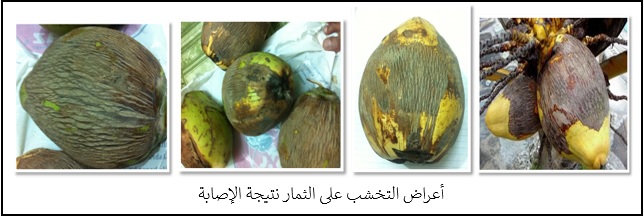  />إن للعث أو السوس أجيالاً عديدة طوال العام. فدورة حياته قصيرة، حيث يتغذى على الثمار مباشرة بعد عقدها، وطوال فترة التغذية يختبئ عند قاعدة الثمرة (القنابة)، التي تتكون من ستة أغطية متداخلة. حيث يقوم السوس بامتصاص عصارة الثمرة بفمه الماص، ونتيجة لذلك تأخذ البتلات عند قاعدة الثمرة اللون الأصفر، وهو أول مؤشر للإصابة، ومن ثم يتحول إلى البني. وفي حالة الإصابة الشديدة يمتد ليشمل سطح الثمرة الذي تظهر عليها تشققات حيث تبدأ التشققات من قمعها.  ولذلك يجف سطحها ويصبح مشوهاً وفلّيني الملمس، بالإضافة إلى التهيئة للإصابة بالفطريات وبالتالي يقل حجم الثمرة وحجم اللب والزيت، بل يتغير طعمه. وهكذا تقل كمية الإنتاج وجودته.</p>
<p style=